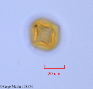 Serge.Muller/Potentilla_reptans_47371/Potentilla_reptans_47371_0001(copy)_thumb.jpg