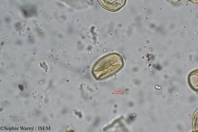 Sophie.Warny/Pueraria_candollei_26469/Pueraria_candollei_26469_0001(copy)_thumb.jpg