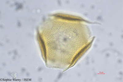 Sophie.Warny/Pueraria_lobata_28795/Pueraria_lobata_28795_0001(copy)_thumb.jpg
