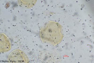 Sophie.Warny/Pueraria_phaseoloides_24231/Pueraria_phaseoloides_24231_0001(copy)_thumb.jpg