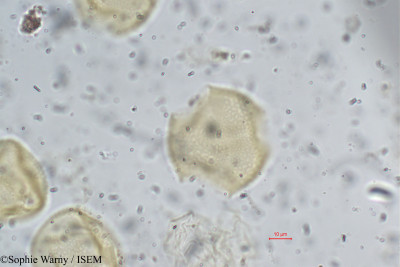 Pueraria phaseoloides - lame n° 24231