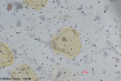 Pueraria phaseoloides - lame n° 24231