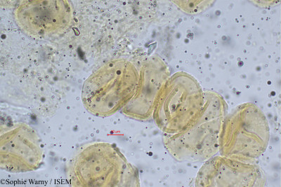 Pueraria phaseoloides - lame n° 24231