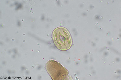 Sophie.Warny/Pueraria_tuberosa_10167/Pueraria_tuberosa_10167_0001(copy)_thumb.jpg