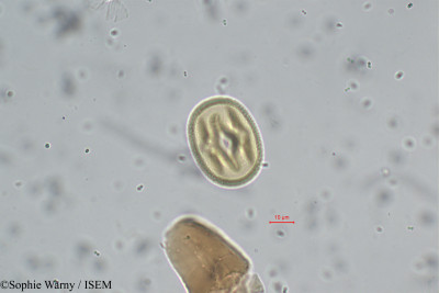 Pueraria tuberosa - lame n° 10167