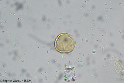 Pueraria tuberosa - lame n° 10167