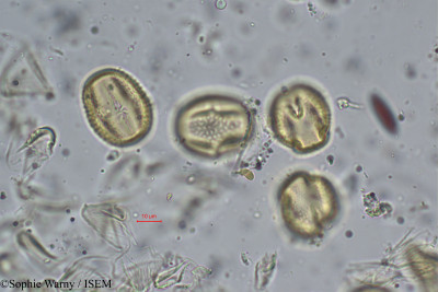 Pueraria wallichii - lame n° 26473