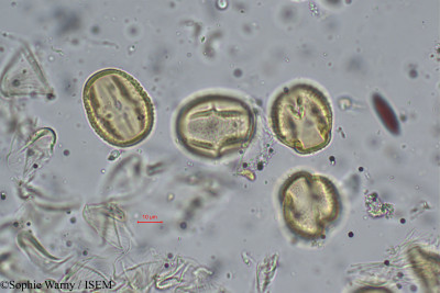 Pueraria wallichii - lame n° 26473