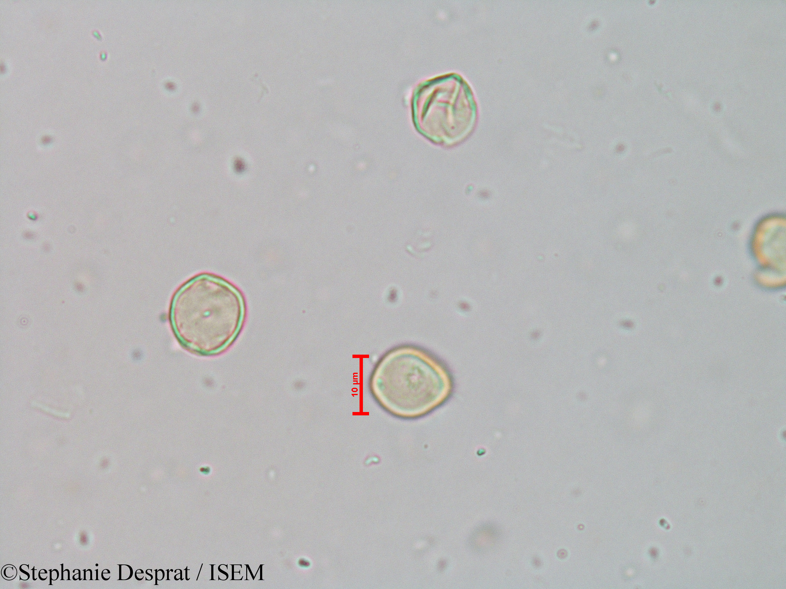Stephanie.Desprat/Acalypha_paniculata_9064/Acalypha_paniculata_9064_0001(copy).jpg