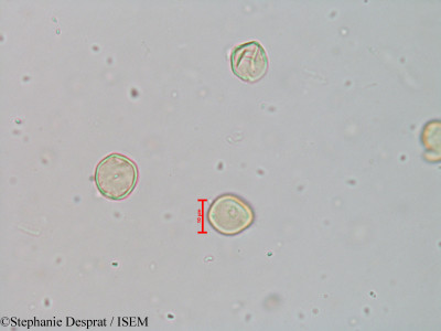 Stephanie.Desprat/Acalypha_paniculata_9064/Acalypha_paniculata_9064_0001(copy)_thumb.jpg