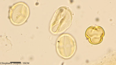 Stephanie.Desprat/Aegiceras_corniculatum_34277/Aegiceras_corniculatum_34277_0001(copy)_thumb.jpg