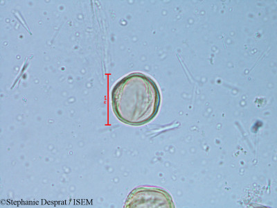 Alchornea rugosa - lame n° 6350