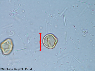 Alchornea rugosa - lame n° 6350