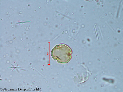 Alchornea rugosa - lame n° 6350