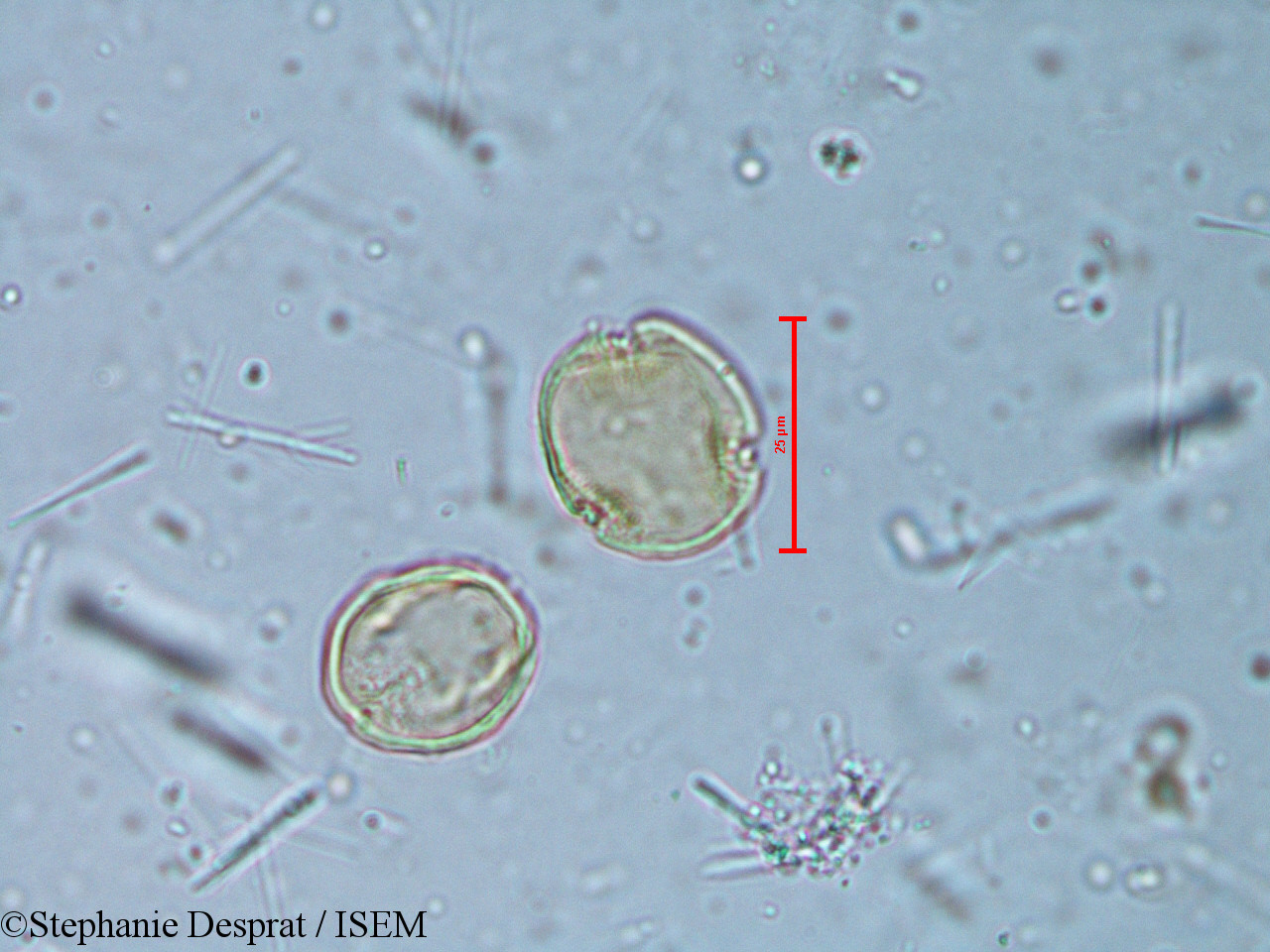Stephanie.Desprat/Alchornea_rugosa_6350/Alchornea_rugosa_6350_0004(copy).jpg