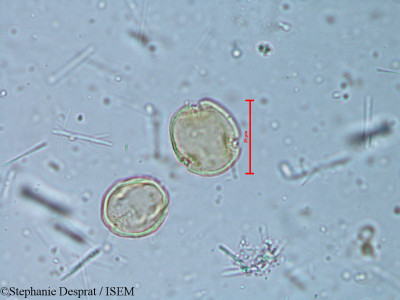 Alchornea rugosa - lame n° 6350