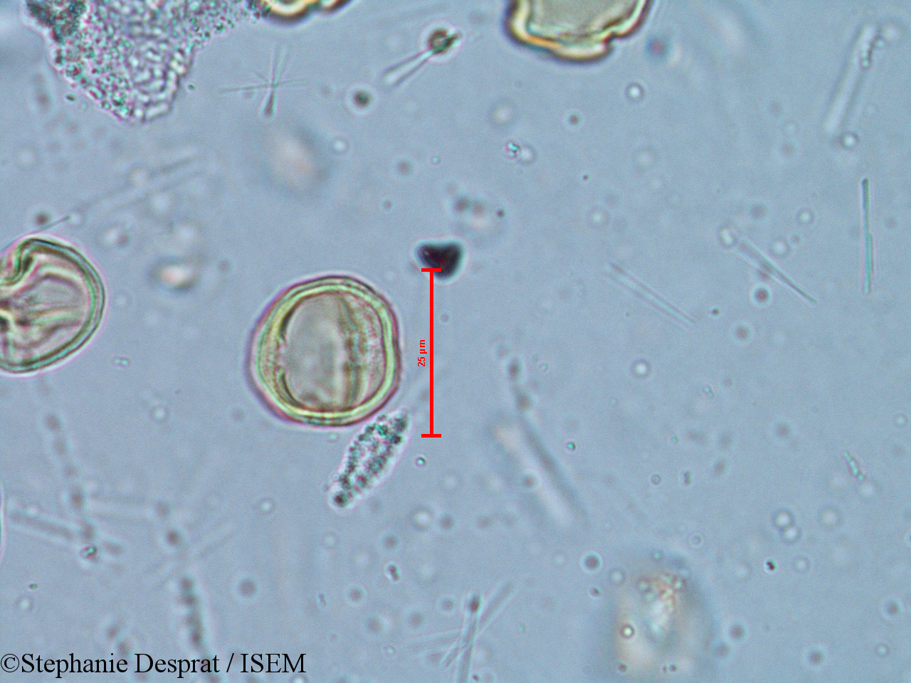 Stephanie.Desprat/Alchornea_rugosa_6350/Alchornea_rugosa_6350_0005(copy).jpg