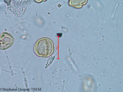 Alchornea rugosa - lame n° 6350