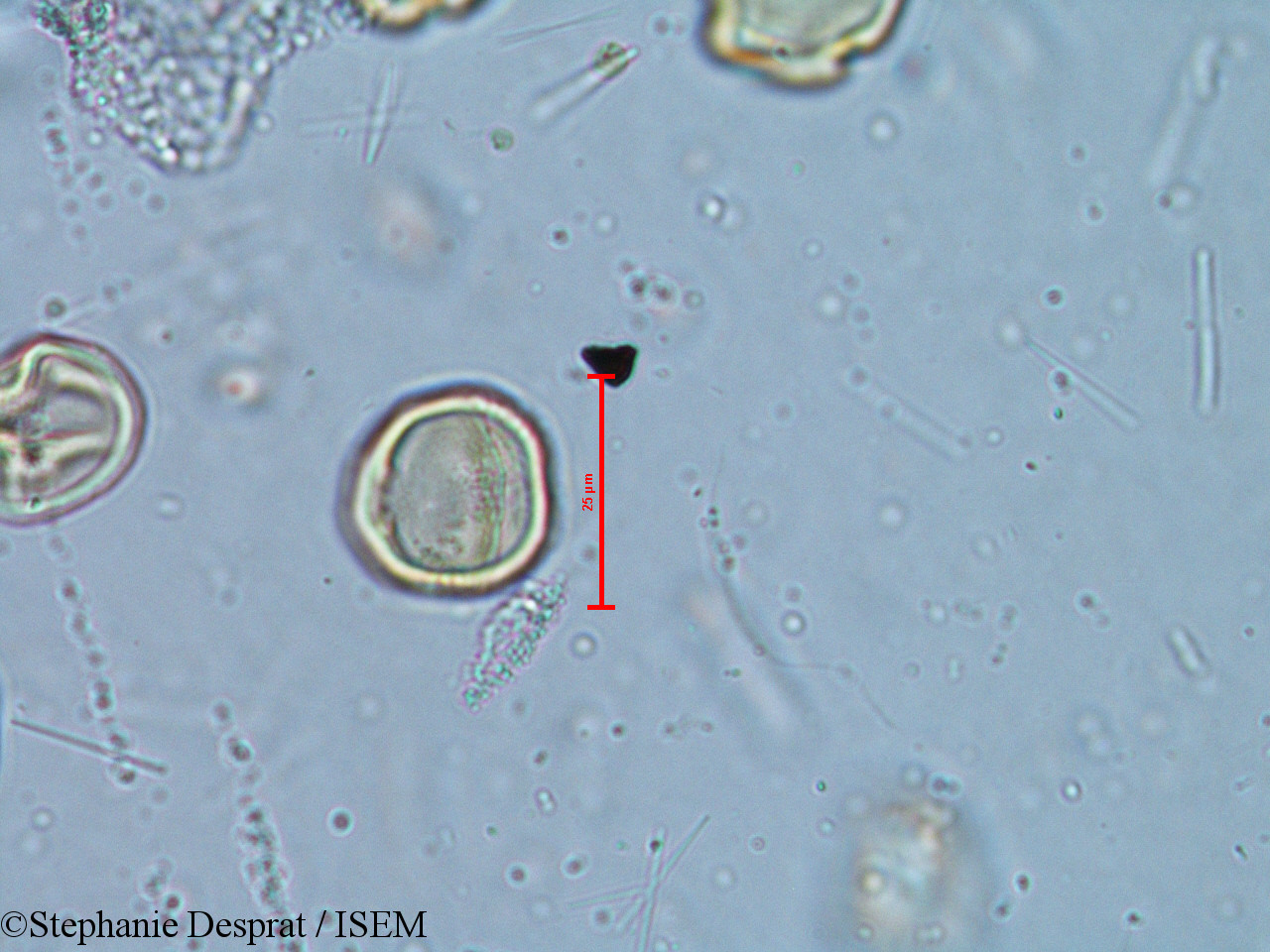 Stephanie.Desprat/Alchornea_rugosa_6350/Alchornea_rugosa_6350_0006(copy).jpg