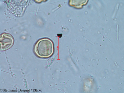 Alchornea rugosa - lame n° 6350