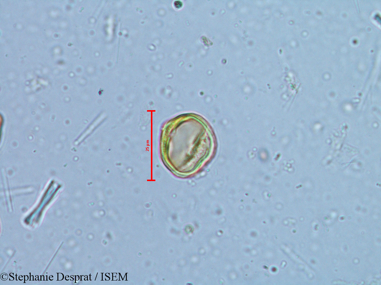 Stephanie.Desprat/Alchornea_rugosa_6350/Alchornea_rugosa_6350_0007(copy).jpg
