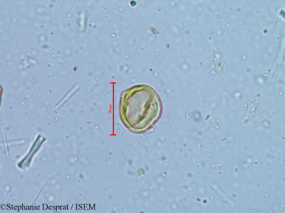 Alchornea rugosa - lame n° 6350