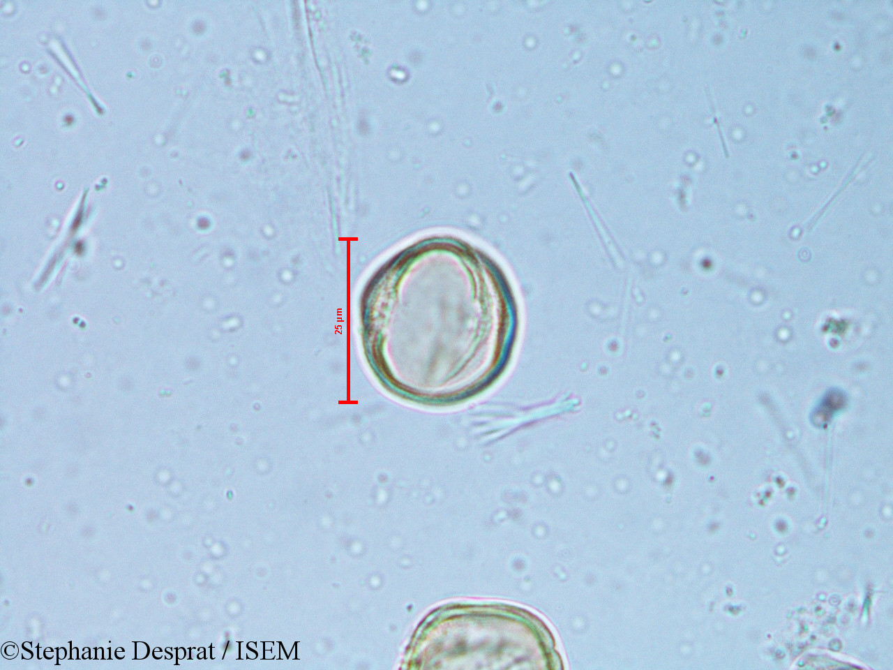 Stephanie.Desprat/Alchornea_rugosa_6350/Alchornea_rugosa_6350_0008(copy).jpg