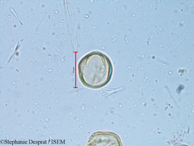 Alchornea rugosa - lame n° 6350