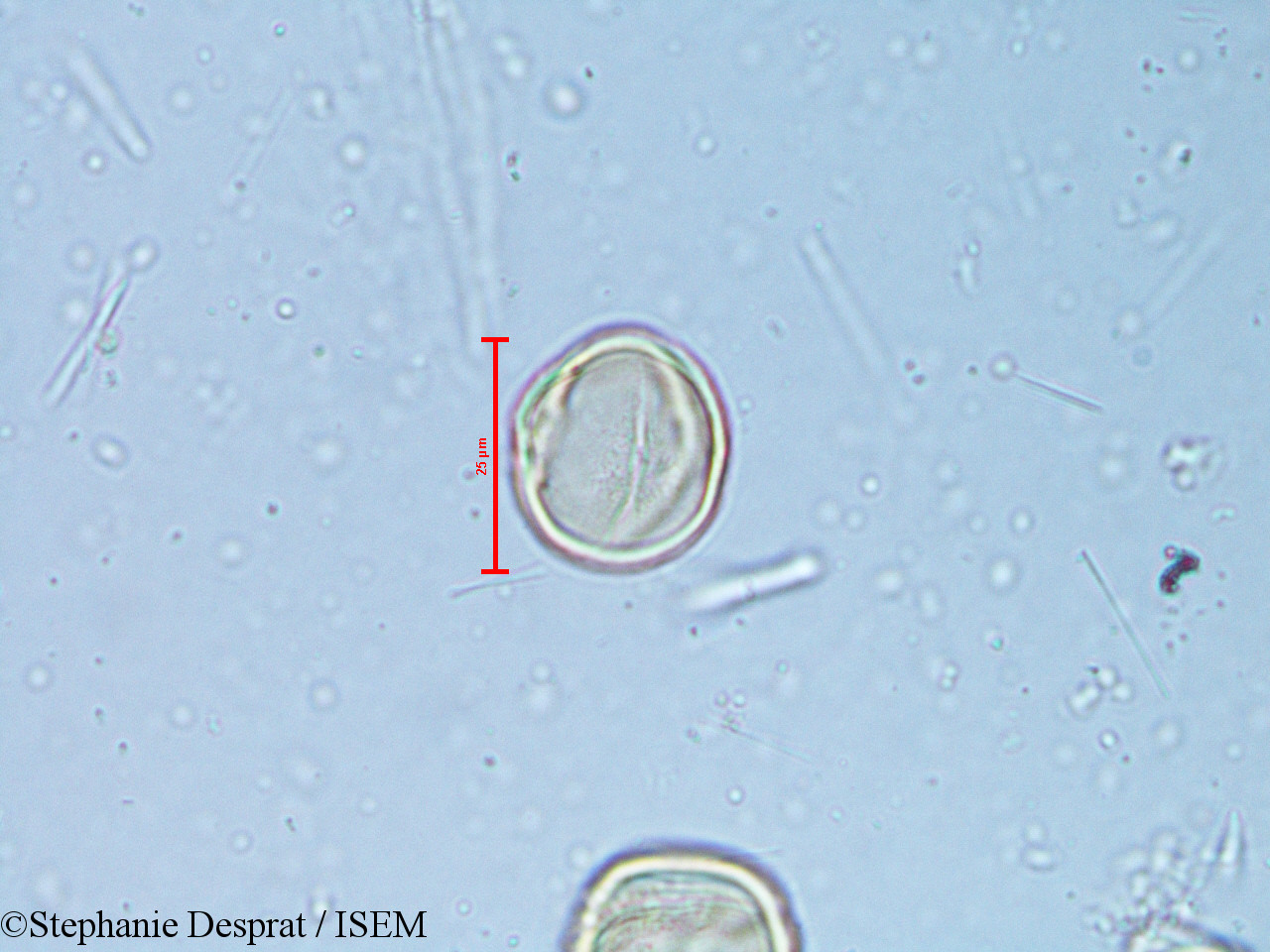 Stephanie.Desprat/Alchornea_rugosa_6350/Alchornea_rugosa_6350_0009(copy).jpg