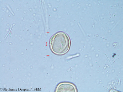 Alchornea rugosa - lame n° 6350