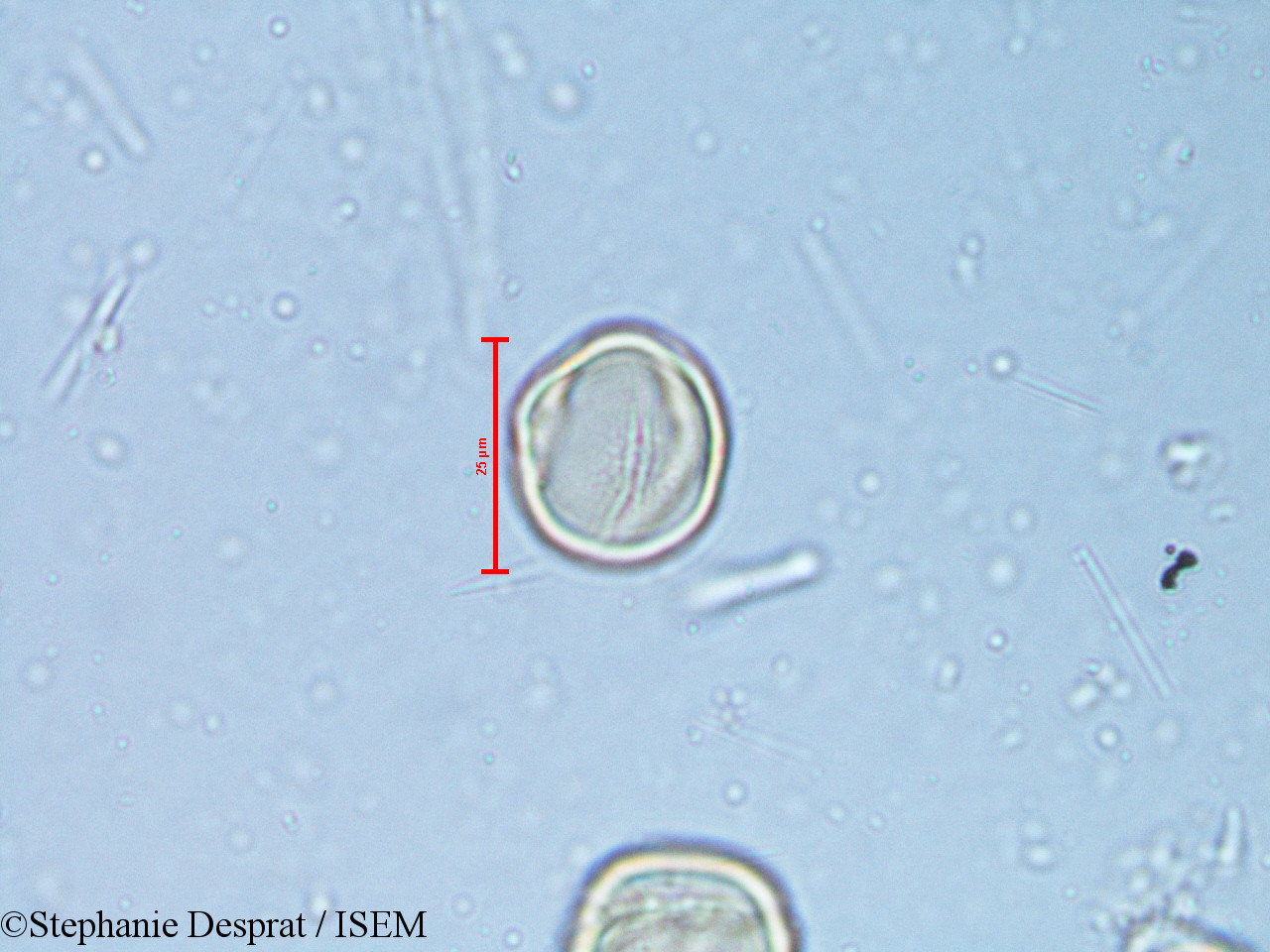 Stephanie.Desprat/Alchornea_rugosa_6350/Alchornea_rugosa_6350_0010(copy).jpg
