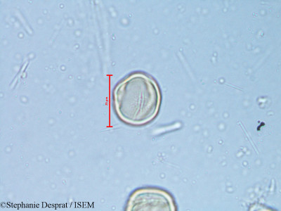 Alchornea rugosa - lame n° 6350