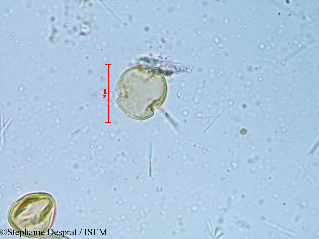 Stephanie.Desprat/Alchornea_rugosa_6350/Alchornea_rugosa_6350_0011(copy).jpg