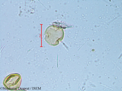Alchornea rugosa - lame n° 6350