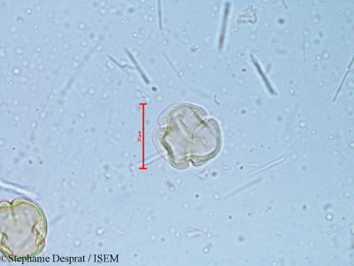 Alchornea rugosa - lame n° 6350