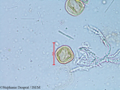 Alchornea rugosa - lame n° 6350