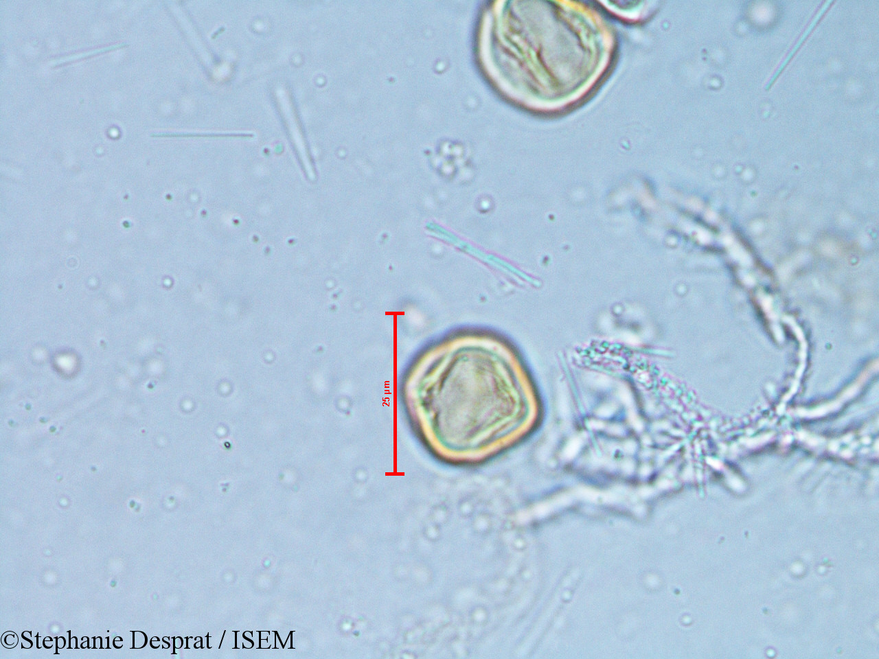Stephanie.Desprat/Alchornea_rugosa_6350/Alchornea_rugosa_6350_0014(copy).jpg
