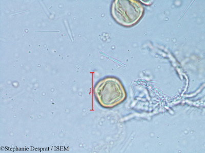 Alchornea rugosa - lame n° 6350