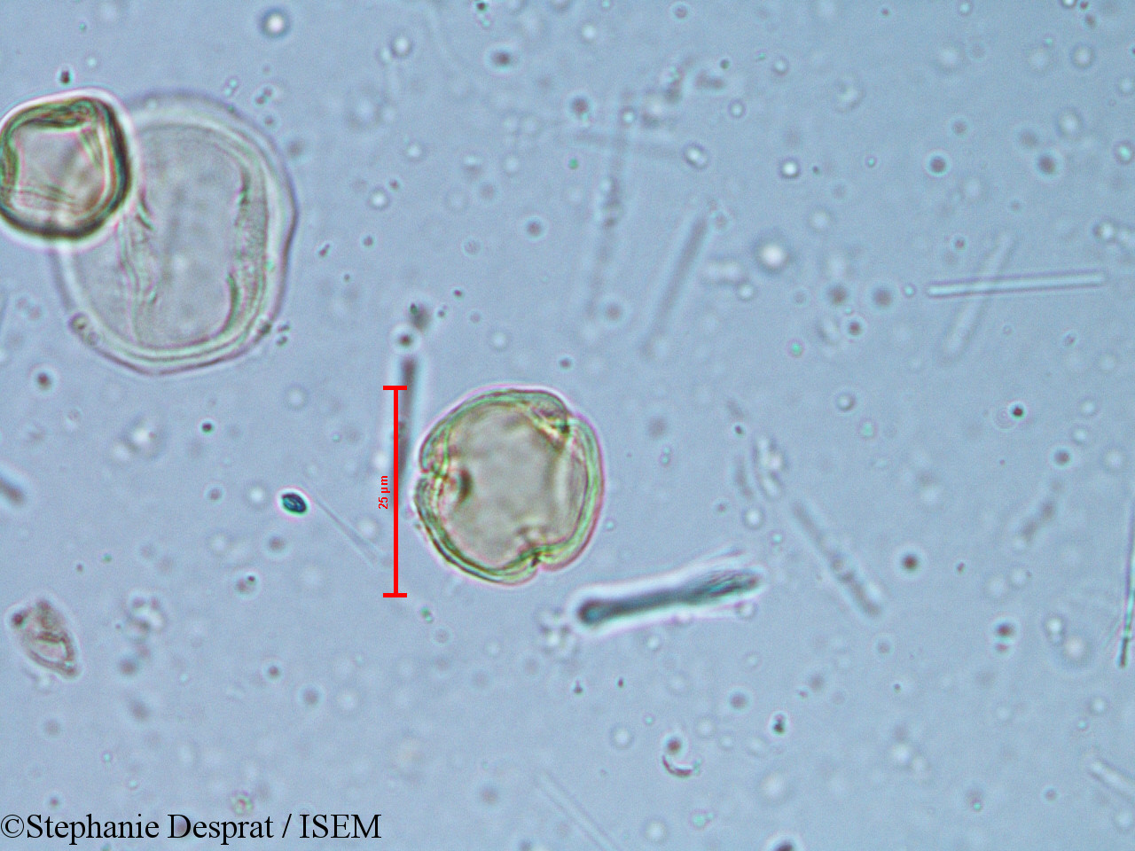 Stephanie.Desprat/Alchornea_rugosa_6350/Alchornea_rugosa_6350_0015(copy).jpg