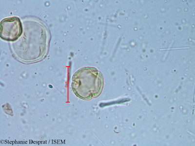 Alchornea rugosa - lame n° 6350