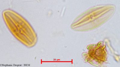 Stephanie.Desprat/Antidesma_bunius_3889/Antidesma_bunius_3889_0001(copy)_thumb.jpg