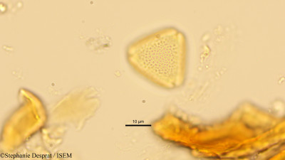 Stephanie.Desprat/Apodytes_dimidiata_1457/Apodytes_dimidiata_1457_0001(copy)_thumb.jpg