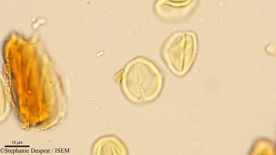 Ardisia pauciflora - lame n° 9974