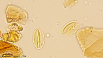 Ardisia pauciflora - lame n° 9974