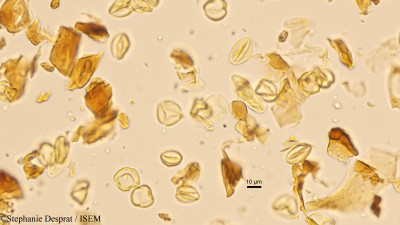 Ardisia pauciflora - lame n° 9974