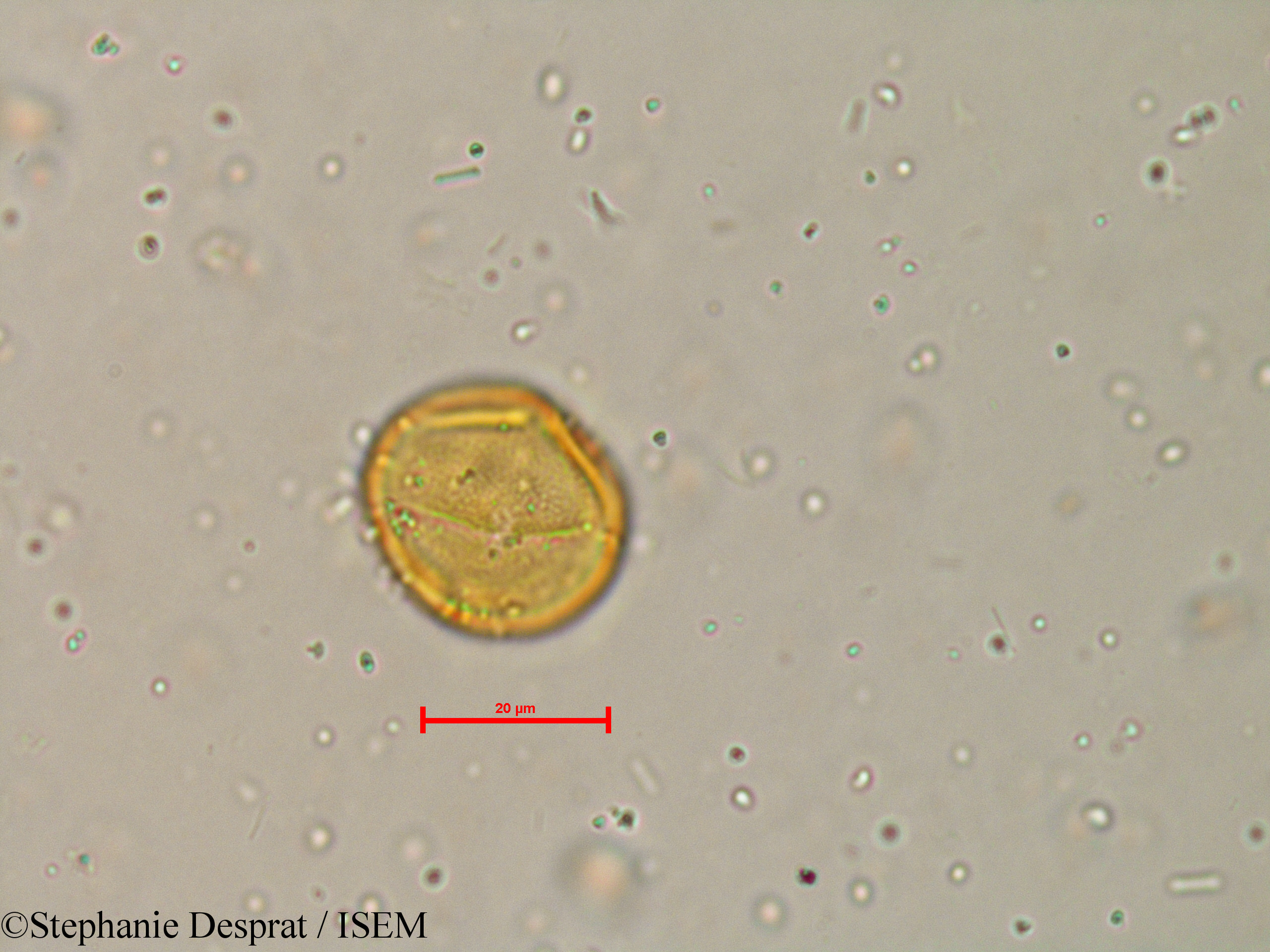 Stephanie.Desprat/Atalantia_racemosa_4035/Atalantia_racemosa_4035_0001(copy).jpg