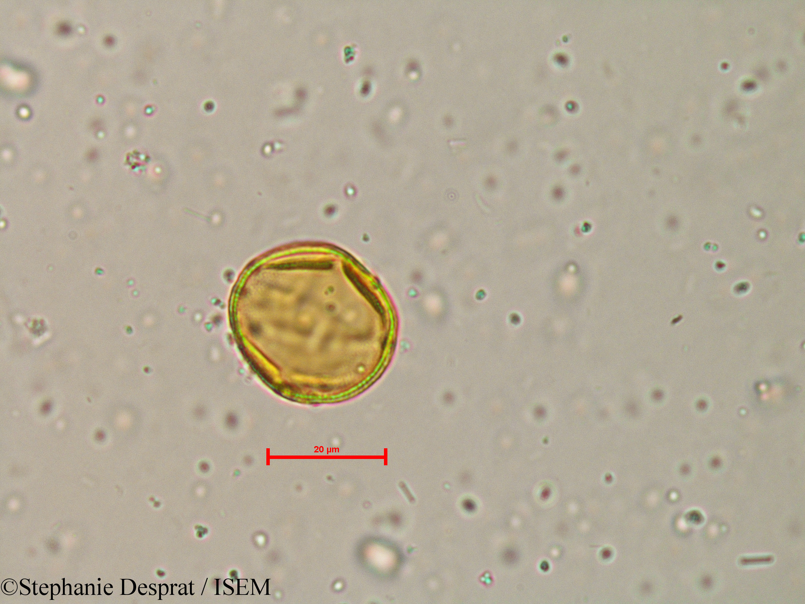 Stephanie.Desprat/Atalantia_racemosa_4035/Atalantia_racemosa_4035_0003(copy).jpg