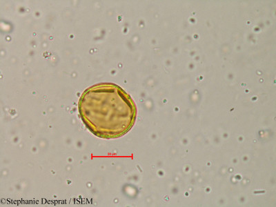 Atalantia racemosa - lame n° 4035