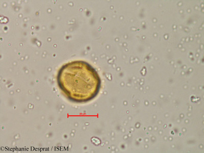 Atalantia racemosa - lame n° 4035