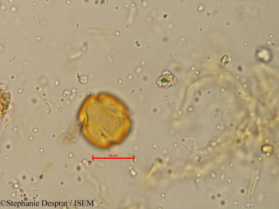 Atalantia racemosa - lame n° 4035